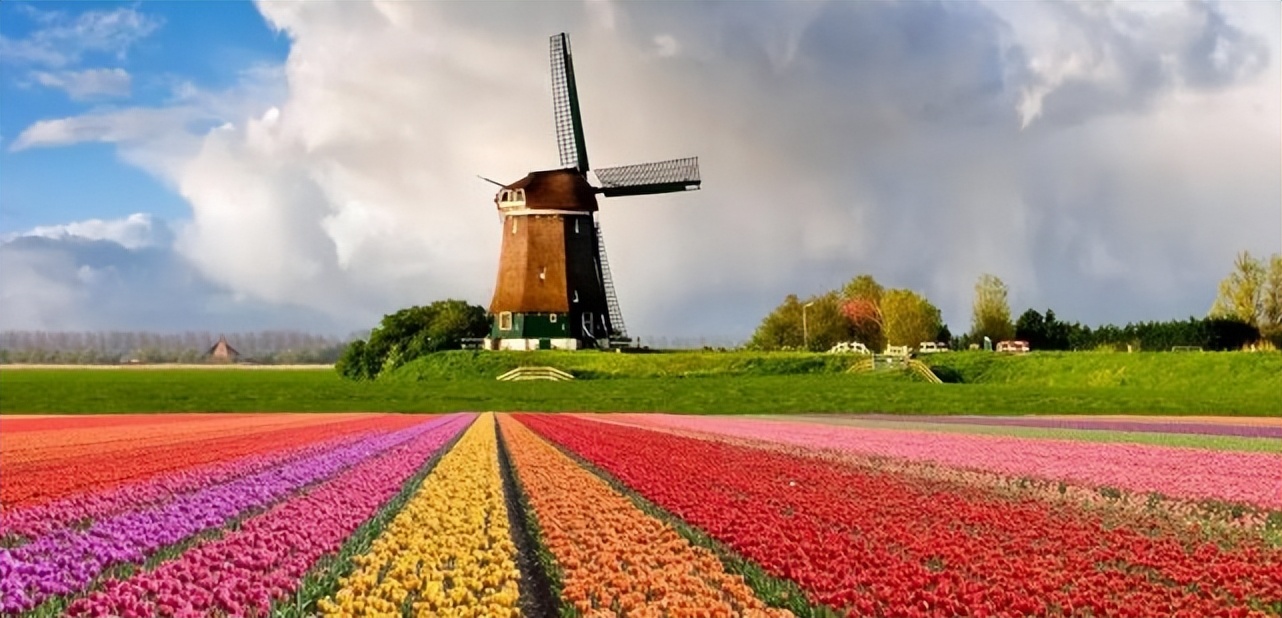 了解郁金香的4个特点,郁金香事件所引发的金融泡沫