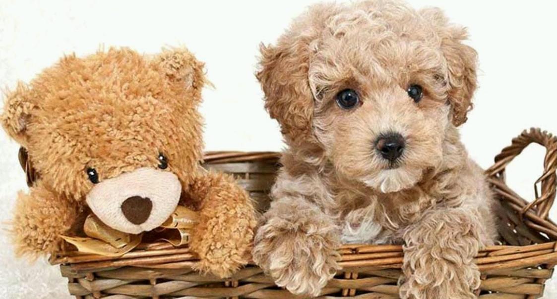 泰迪这几天不好好吃饭怎么回事,泰迪不精神不活泼但还能吃饭