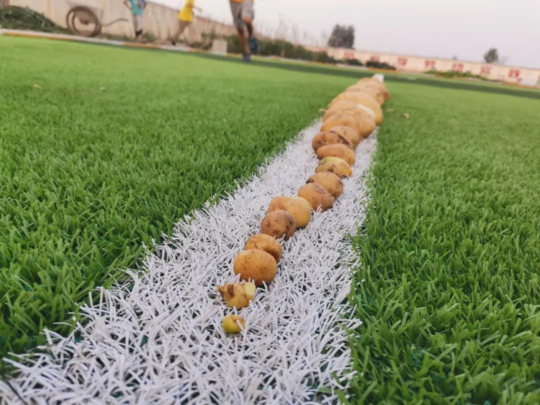 “土”露汗水“豆”耘童年——东风小学劳动教育实践活动之土豆丰收季