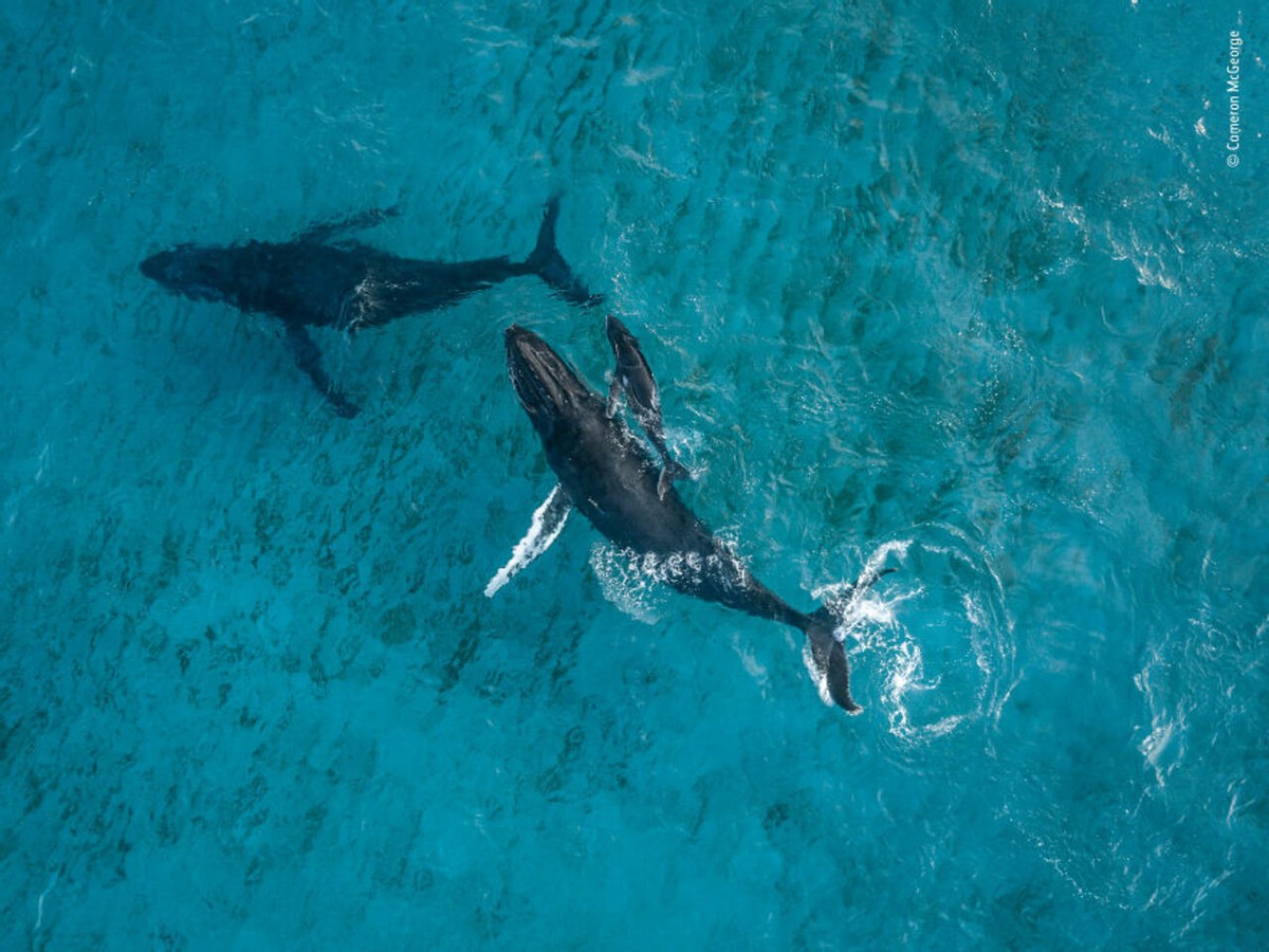2019年最佳野生动物照片,2022年搞笑野生动物摄影作品