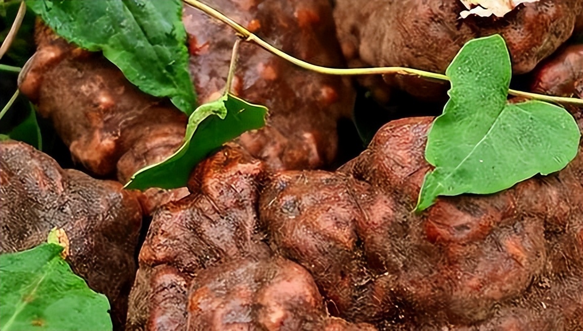 五种中药伤肝已经上了黑名单,5种中药已被拉入伤肝黑名单