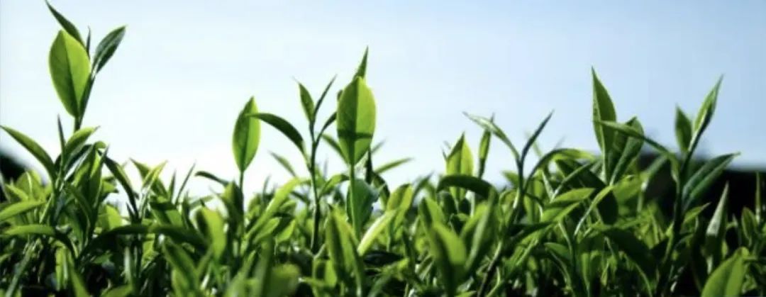 全面推进乡村振兴新闻发布会,人民日报推进乡村振兴获高度关注