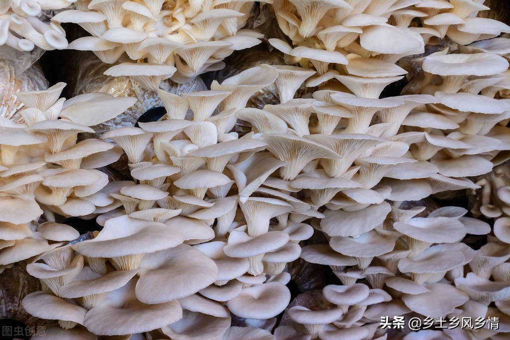 平菇菌袋采收三茬需几个月,平菇栽培袋的装袋及灭菌技术