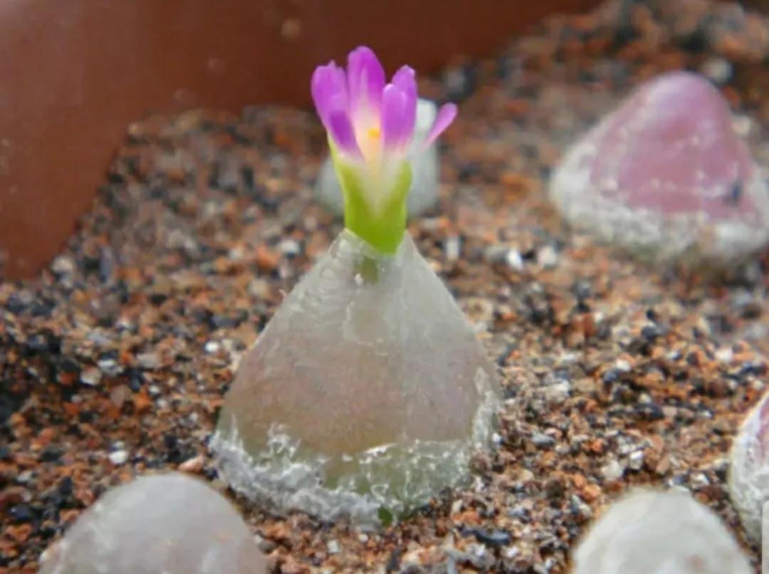 多肉植物石头开花,多肉石头花秋季