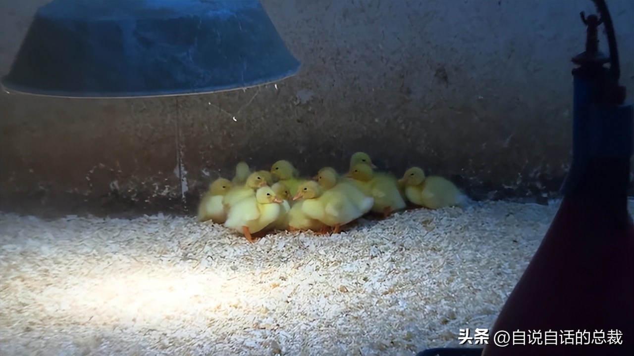 鸭：一鸭战四虎？弹射胜航母？鸭子的真相，也许超乎你的想象