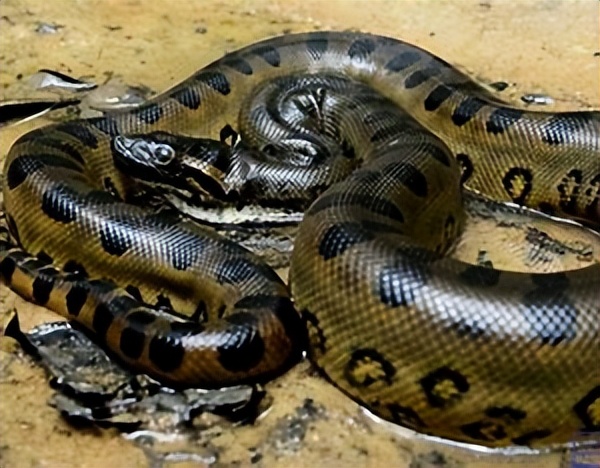 陆地上最大的爬行动物是什么,最大的爬行两栖动物