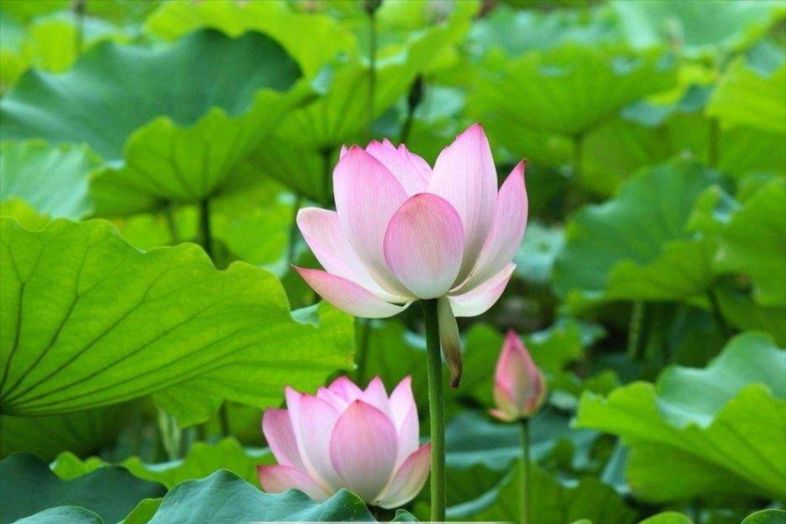 70句唯美荷花诗词,关于荷花的绝美诗句