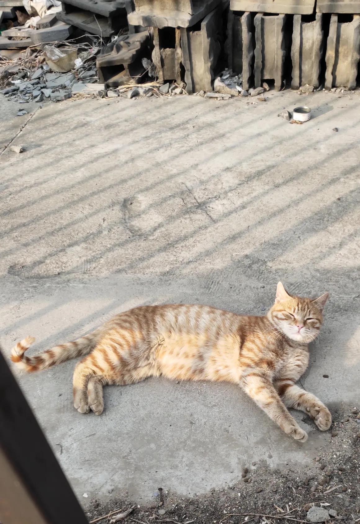 流浪猫度过严寒,流浪猫狗最难熬的日子