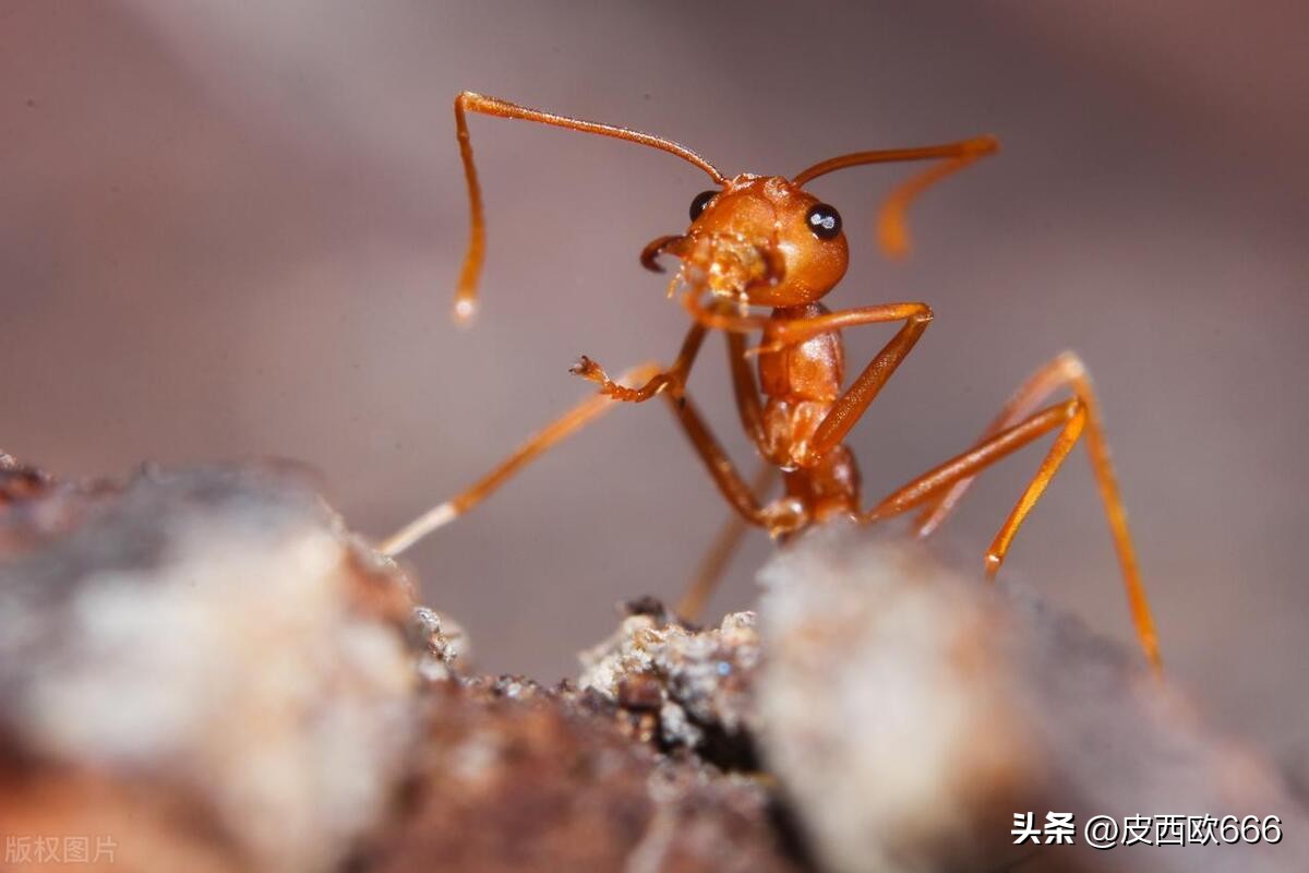 安徽红火蚁分布,红火蚁长什么样