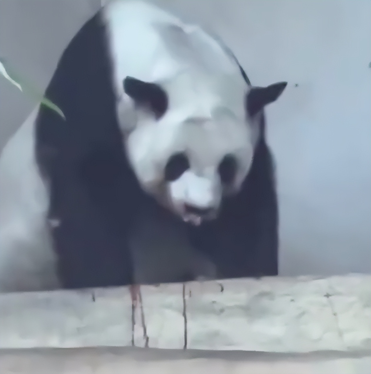 泰国不再被中国人喜爱?背后原因令人深思，网友：怕你噶我腰子！