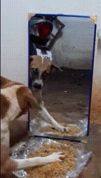 给力的一字马,给力的一字马后续