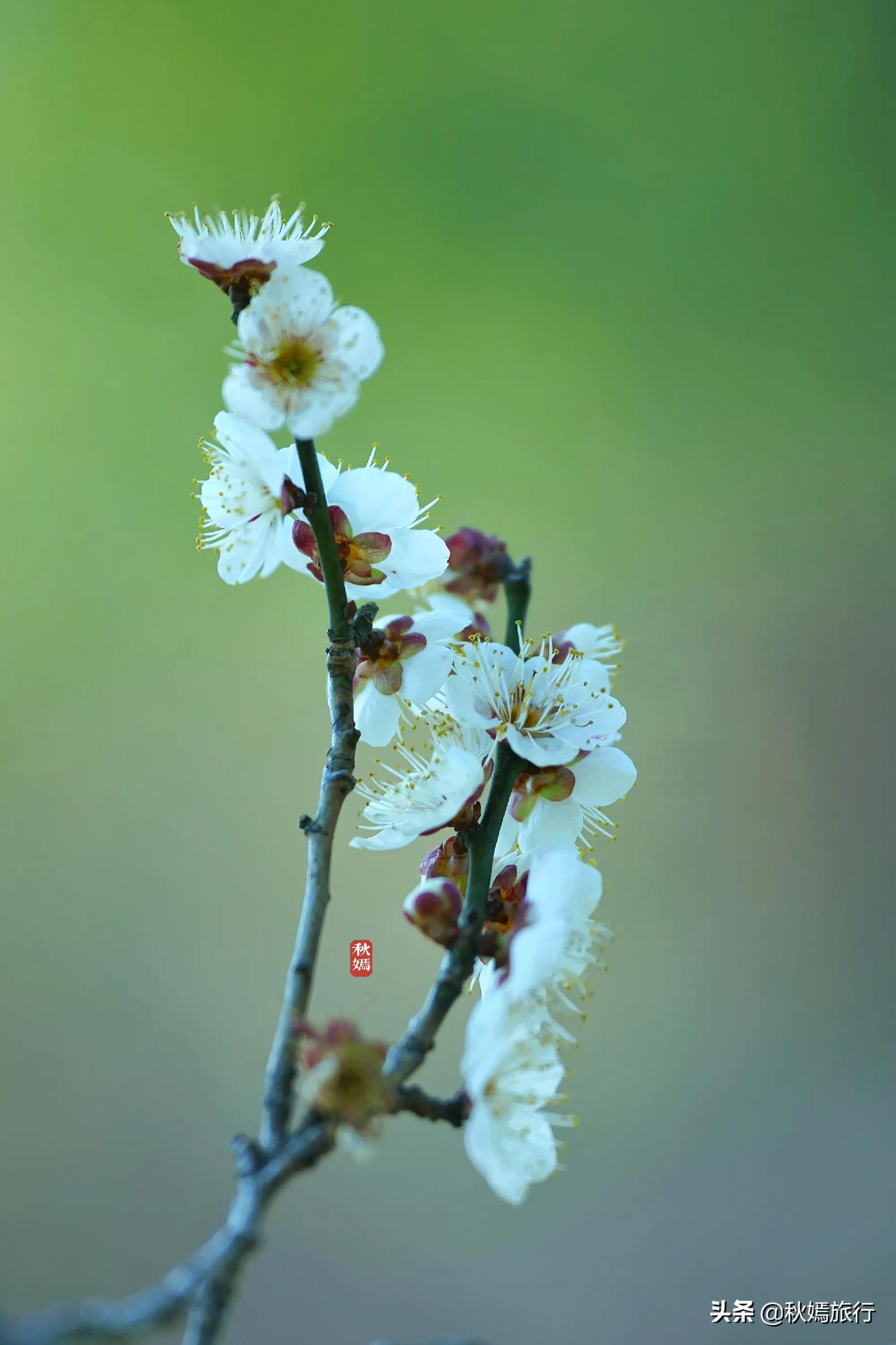 春染虎丘图片,虞山脚下的美丽小城常熟风景