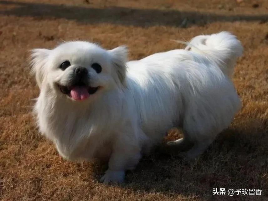 狗的种类常见宠物狗的品种及特点,宠物狗种类及特点