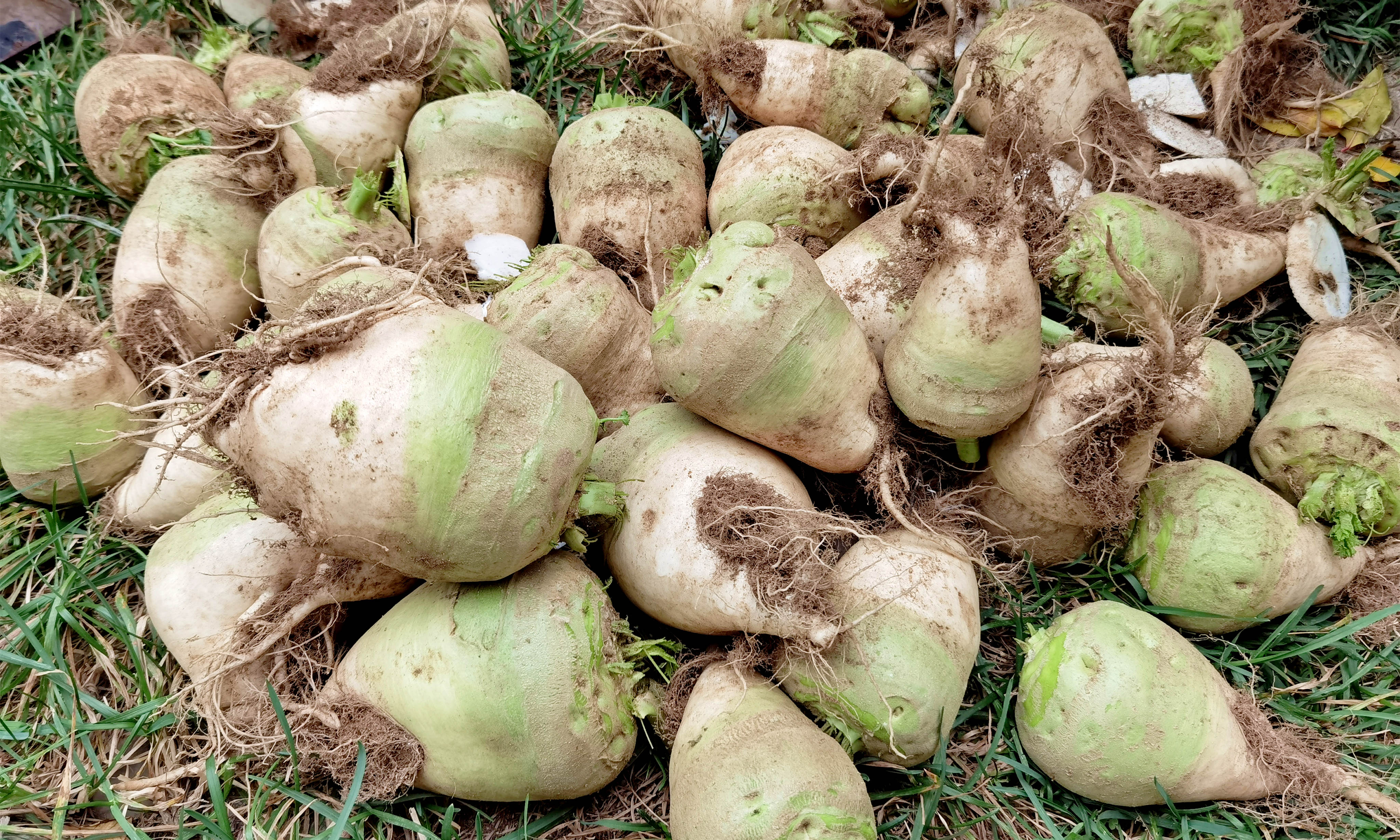 60岁以上老人吃哪种人参好,老年人吃野生人参最好怎么吃