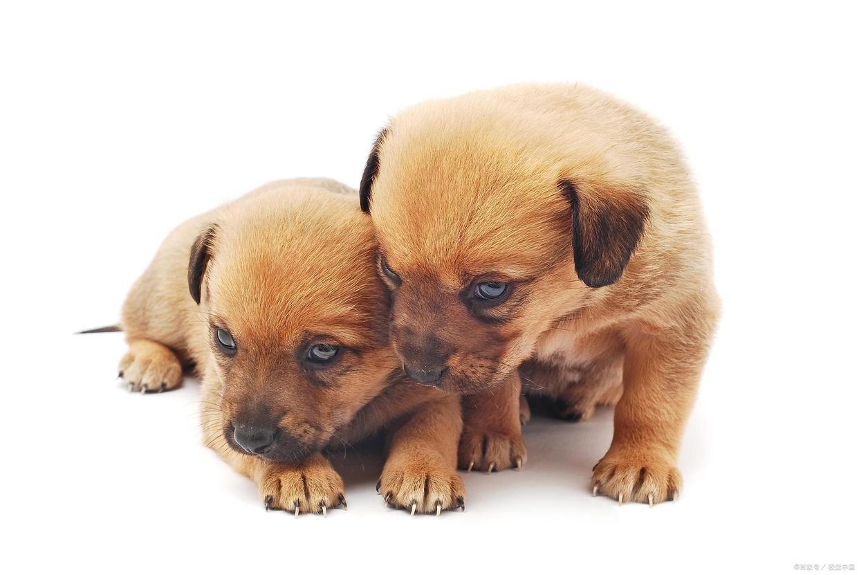 养狗的好处和养狗的坏处视频,如果你想养猫一定要清楚这4件事