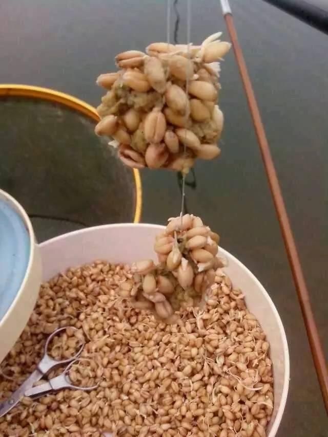 钓草鱼青鱼最好方法和技巧,钓青鱼草鱼鲤鱼用什么饲料