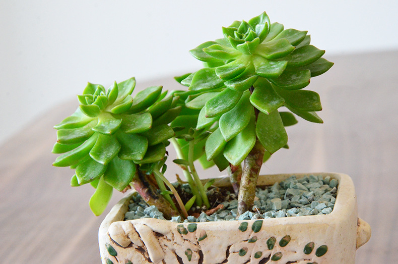 多肉蒂亚玫瑰怎么养,多肉蒂亚怎么养才能爆盆