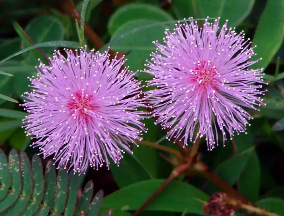 赏花旅游种什么花,春季去公园踏青上百种花让人眼花