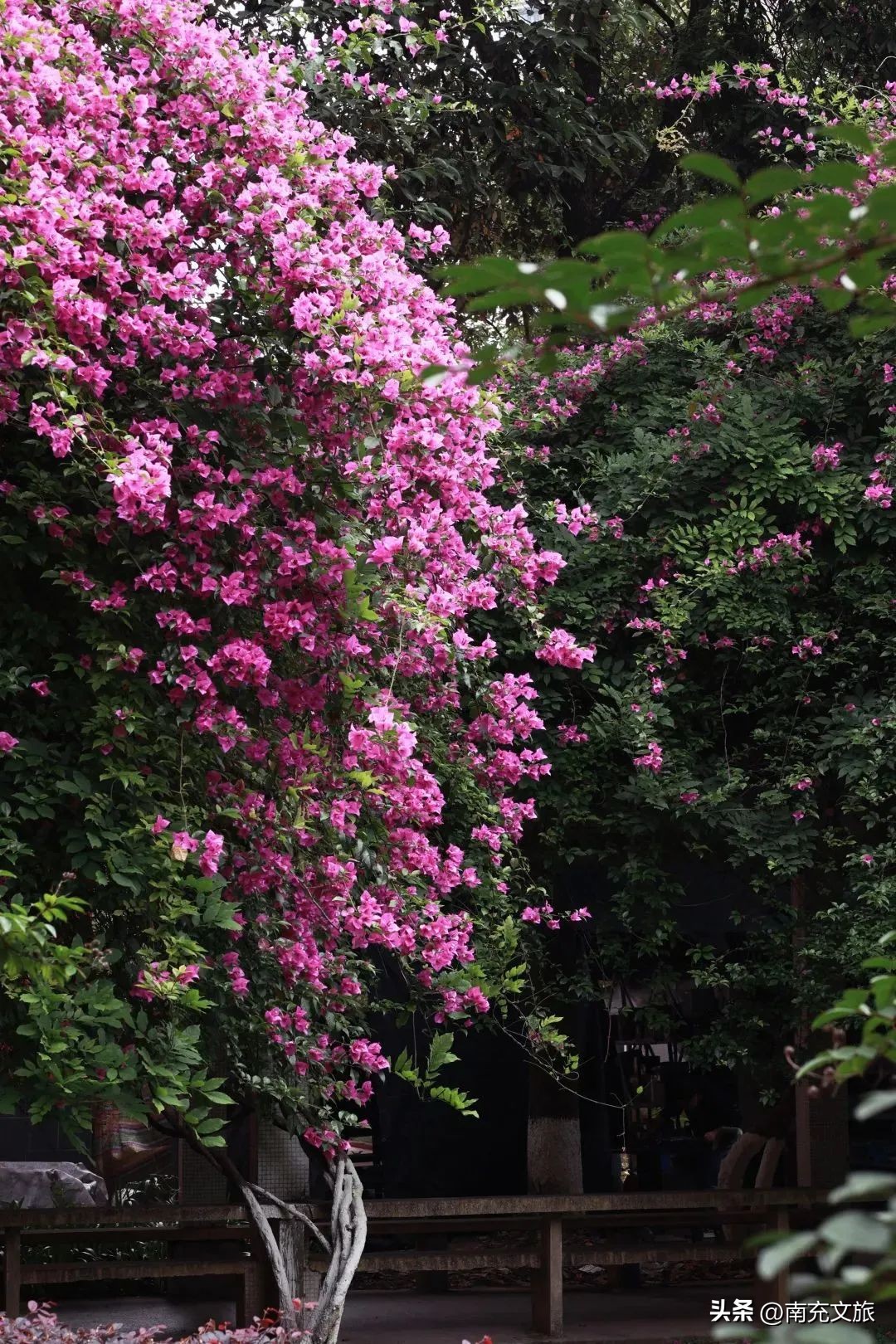 当南充美景遇上“多巴胺”这就是想象中夏天的样子！