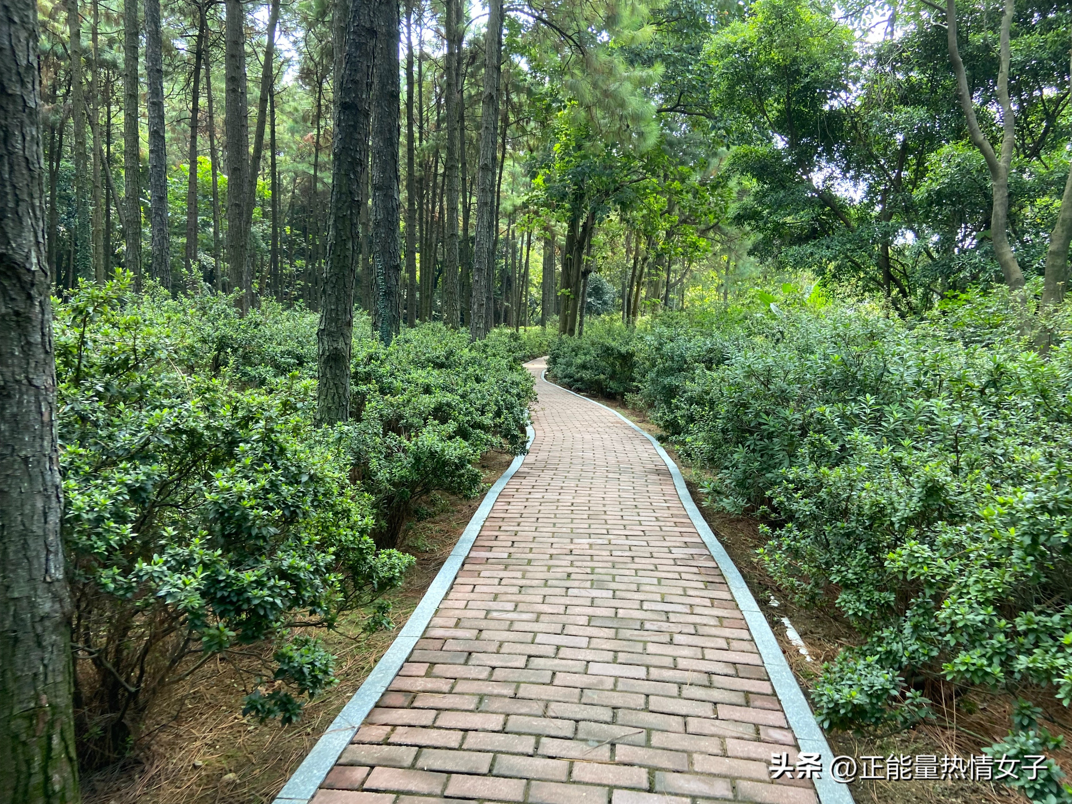 黄飞鸿故乡西樵,祖庙游玩攻略黄飞鸿