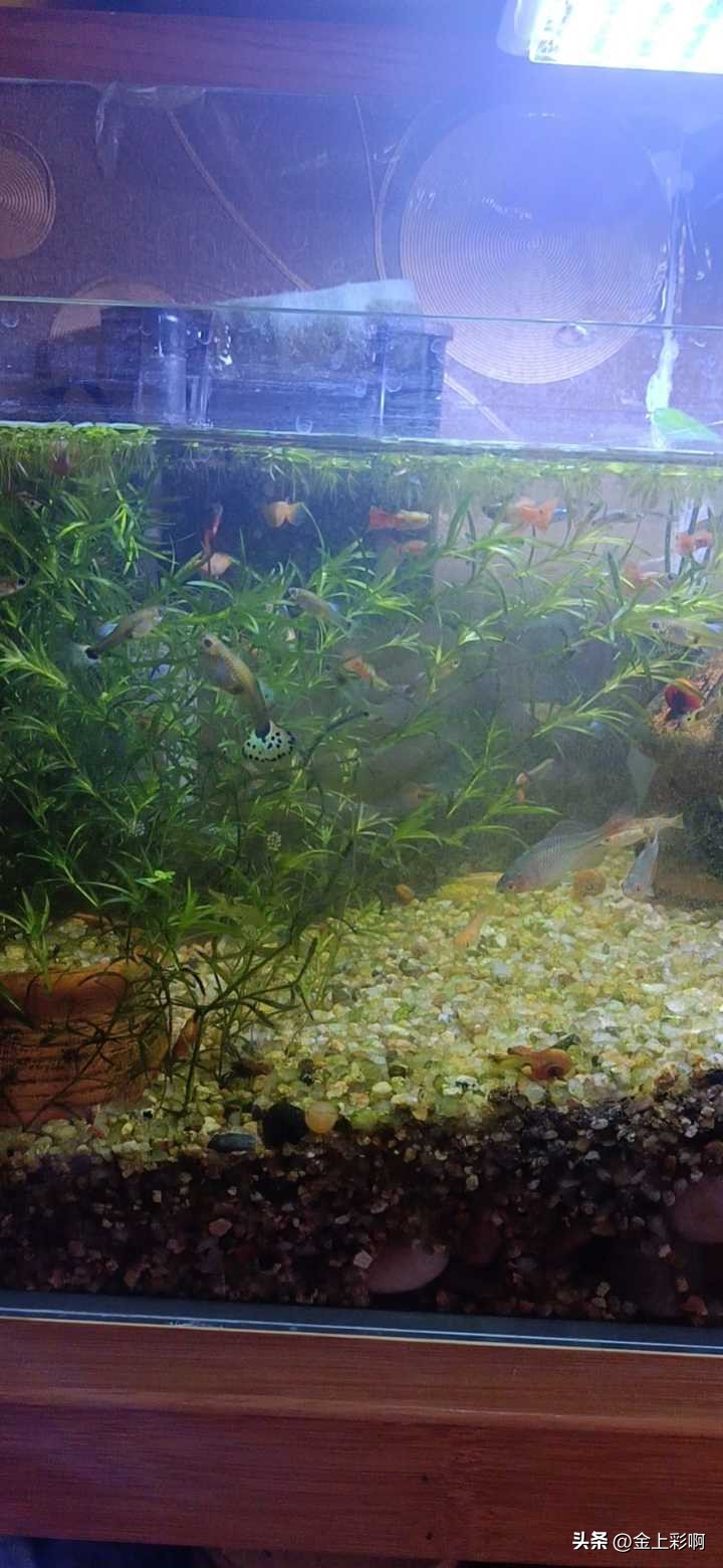 新手适合养什么鱼,新手适合养什么鱼超小型冷水鱼