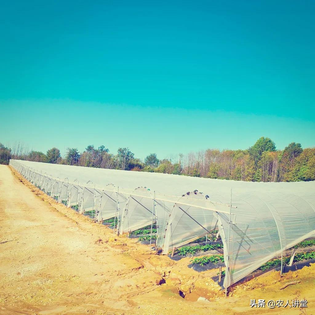 草莓的根系特征及草莓养根技巧,如何种植草莓苗让草莓长得更好