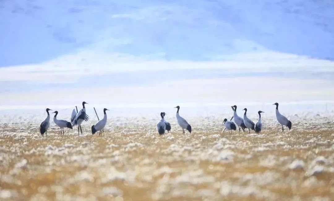 川西阿坝旅游详细攻略地图,川西阿坝旅游攻略三天