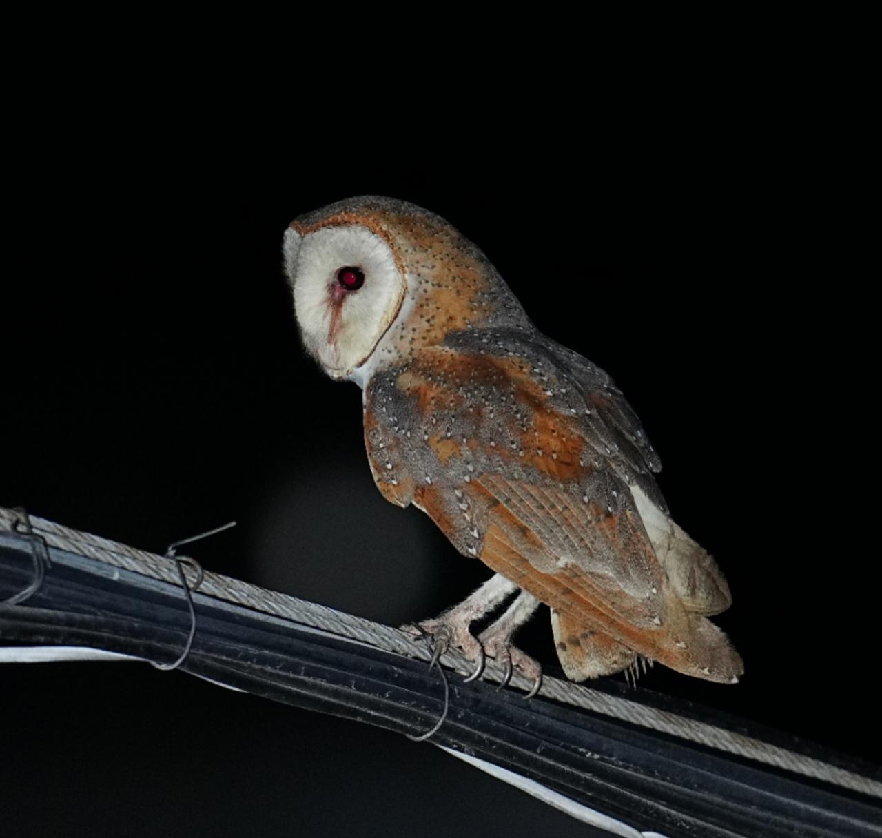 海南观鸟随记5霸王岭儋州湾勺嘴鹬领角鸮仓鸮