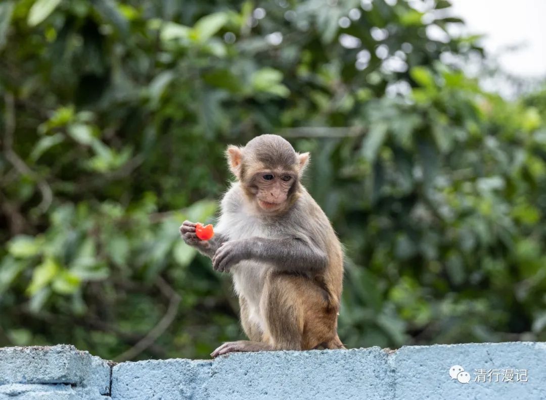 海南南湾猴岛天气预报,海南南湾猴岛