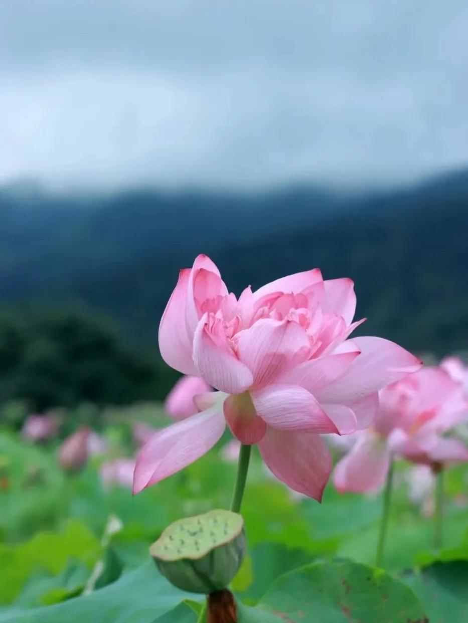 广州摘荔枝一日游最佳路线,从化自驾游荔枝采摘园