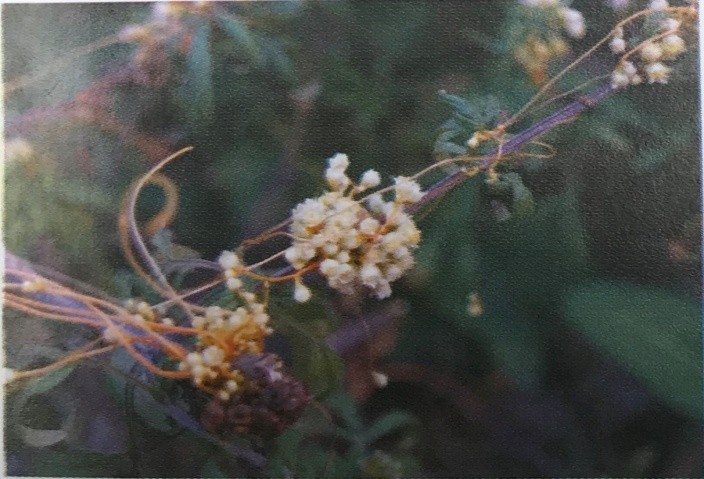 《药你明白》专栏:每天学一味中药:菟丝子