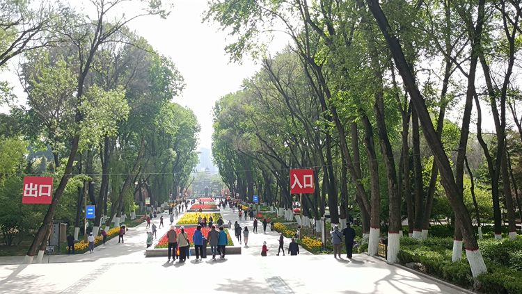 郁金香高贵典雅姿态万千,淡雅郁金香