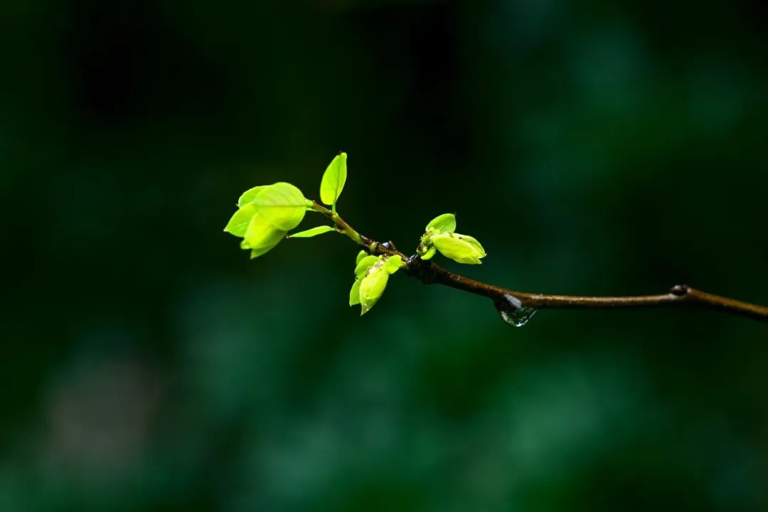 40首赞美早春的诗句,早春古诗词经典名句