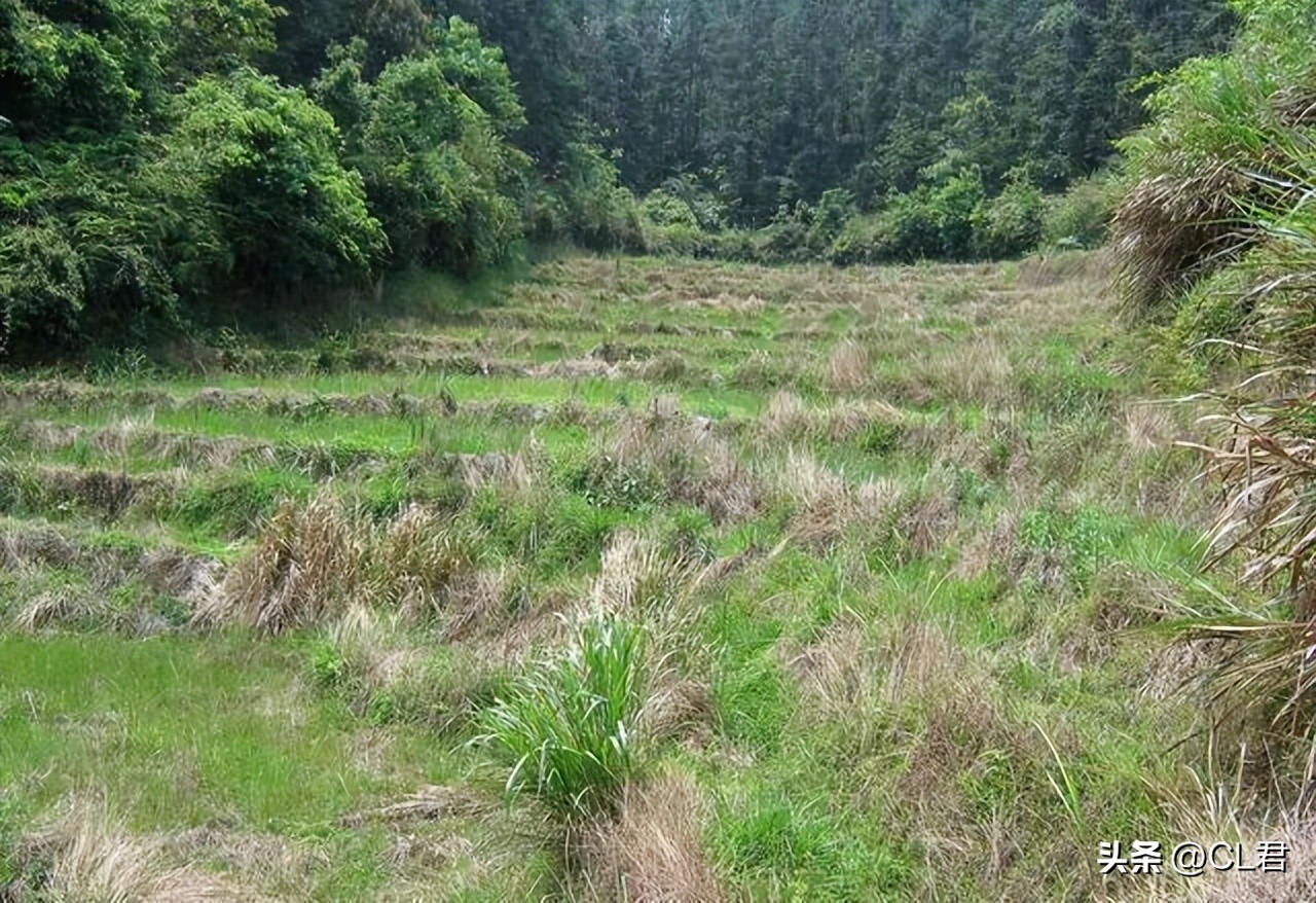 关于农村土地荒废问题,农村土地荒废现状报告