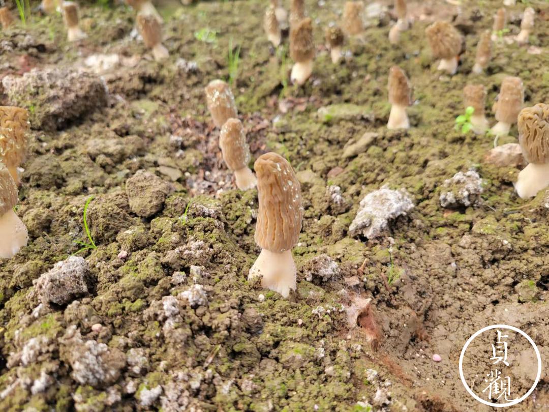 小型羊肚菌致富项目,羊肚菌山区农民致富的新宠