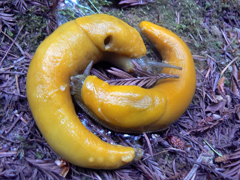 有些雄性动物交配后，为何会自断阴茎？一点后路也不给自己留么？