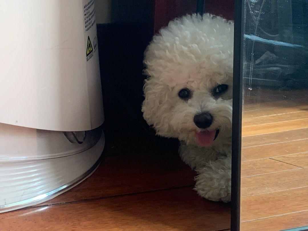 如何给比熊狗狗安全感呢,比熊幼犬缺乏安全感的表现