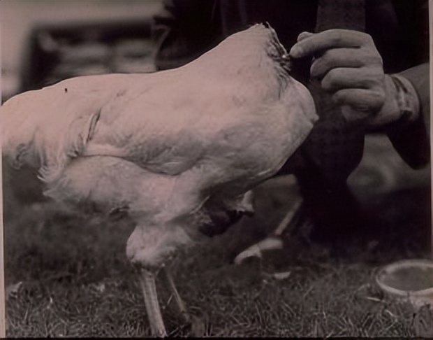 美国无头鸡的传奇,美国无头鸡原视频