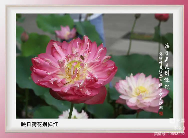 诗图战友情（九十五）荷花别样红