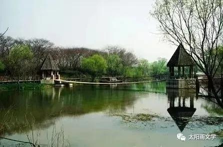 扬州凤凰岛的樱花路,扬州凤凰岛湿地公园