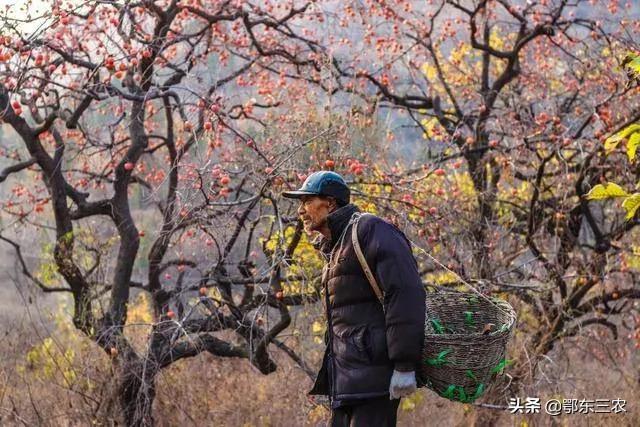 农村山里长有很多野生柿子,特别小的野柿子摘回来怎么处理