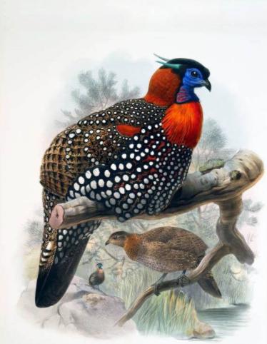 十大最危险的鸟类雪鸮天鹅,濒临灭绝的鸟类图片及名称