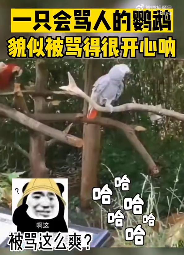 动物园鹦鹉飙脏话保育员引导,云南野生动物园内鹦鹉飙脏话