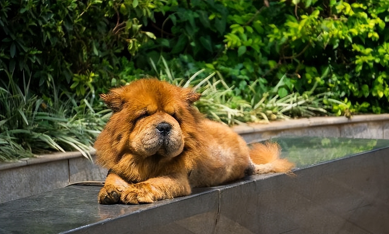 松狮犬为什么不建议养,松狮犬为啥不建议养了呢