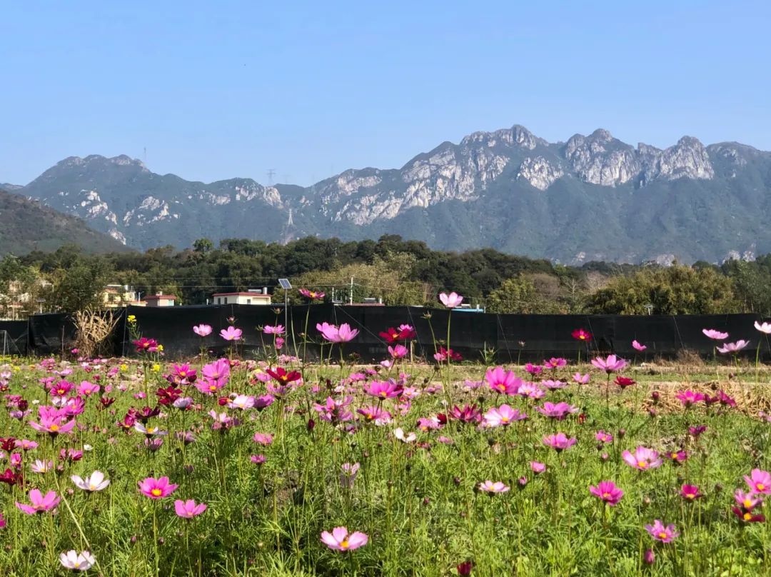 佛冈这十年：农业更强、农村更美、农民更富