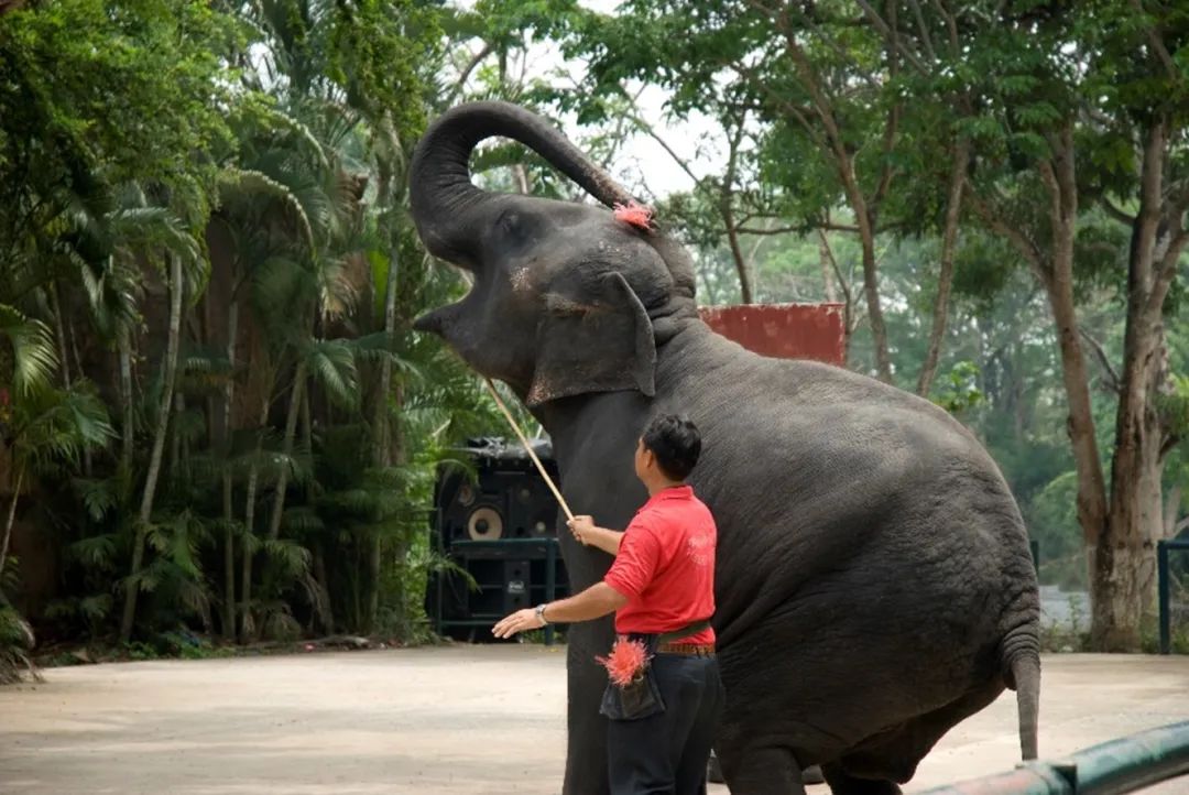 泰国旅游攻略普吉岛大象,泰国大象节旅游攻略