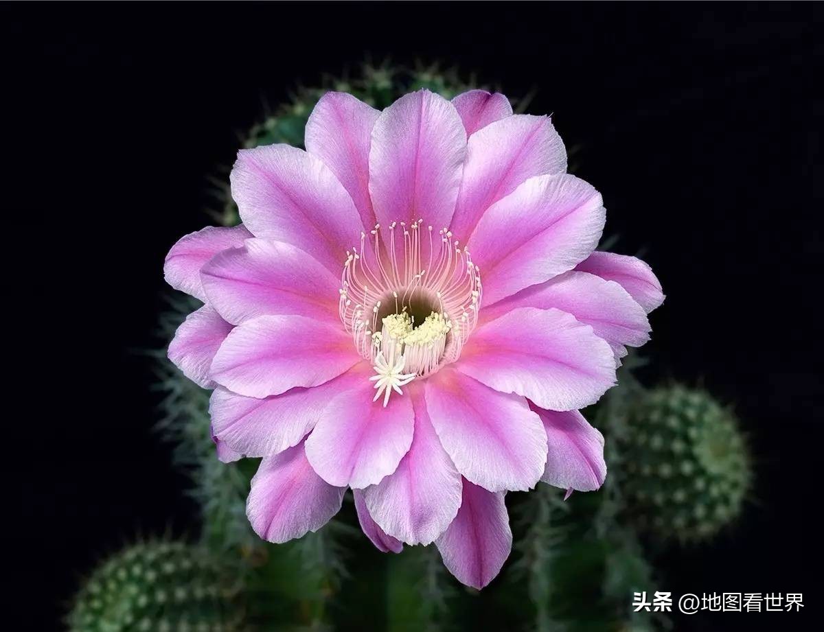 墨西哥是个怎样的国家,墨西哥是一个怎么样的国家