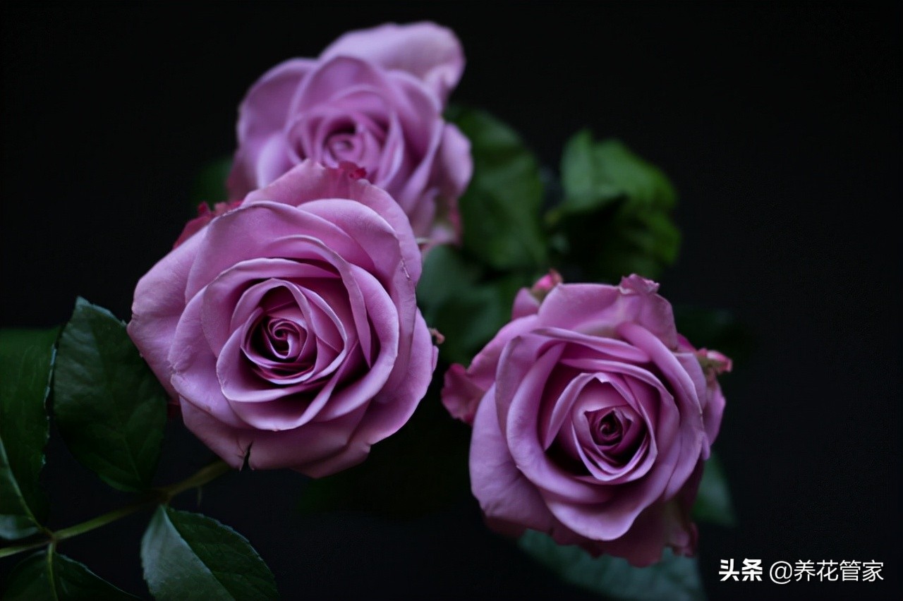 哪种紫色的月季最好看,蓝紫色的月季有哪些