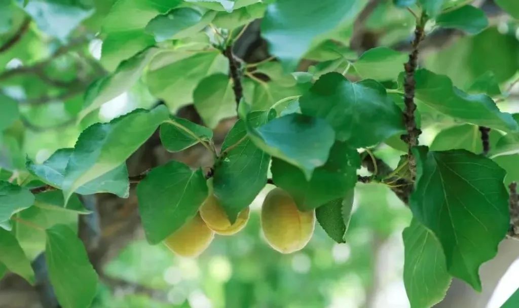 经典田园风光诗10首,一首很美的田园诗清新怡情