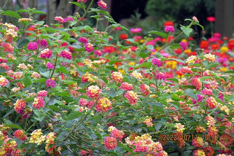 花溪小公园,美丽的花溪公园